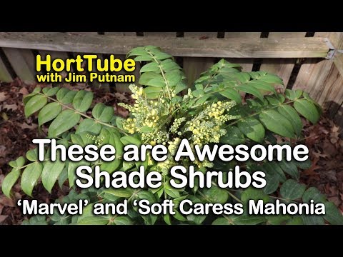 YouTube video about Discover the Marvels of a Shrub Tree