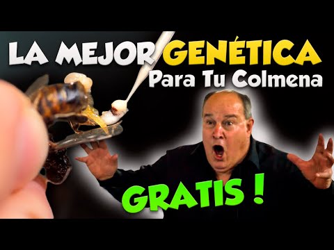Pt. 8| CONSIGUE LA MEJOR GENÉTICA EN TU COLMENA GRATIS!!! - Curso Completo de Perma-Apicultura 2023