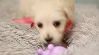 ハーフ犬の動画01