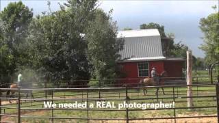 Paso Fino / Tennessee Walking Horse Schooling Part One
