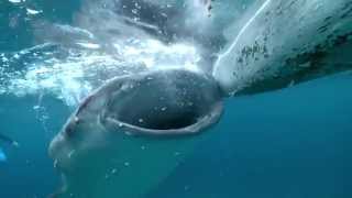preview picture of video 'Oslob Whale Sharks HD - Fishermen hand-feeding huge whale sharks'