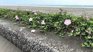 久しぶりの海、海辺に咲く花のように生きる