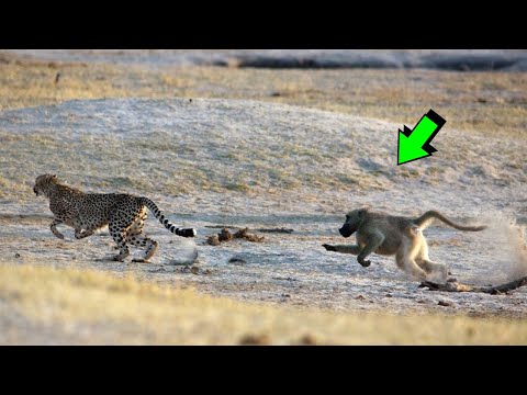 6 VECES EN LAS QUE EL GUEPARDO RECIBE SU MERECIDO