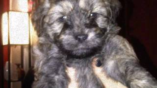 In your veins - soundtrack of our lives. Guitar by daniel.