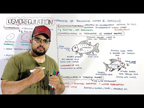 Osmoregulation: Osmoregulators & Osmoconformers (Osmoregulation in freshwater, marine & terrestial)