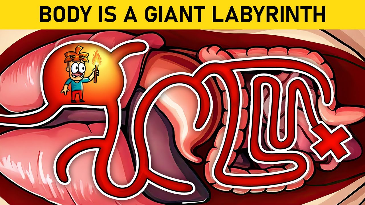 E Se Você Se Perdesse Dentro dos Seus Próprios Órgãos?