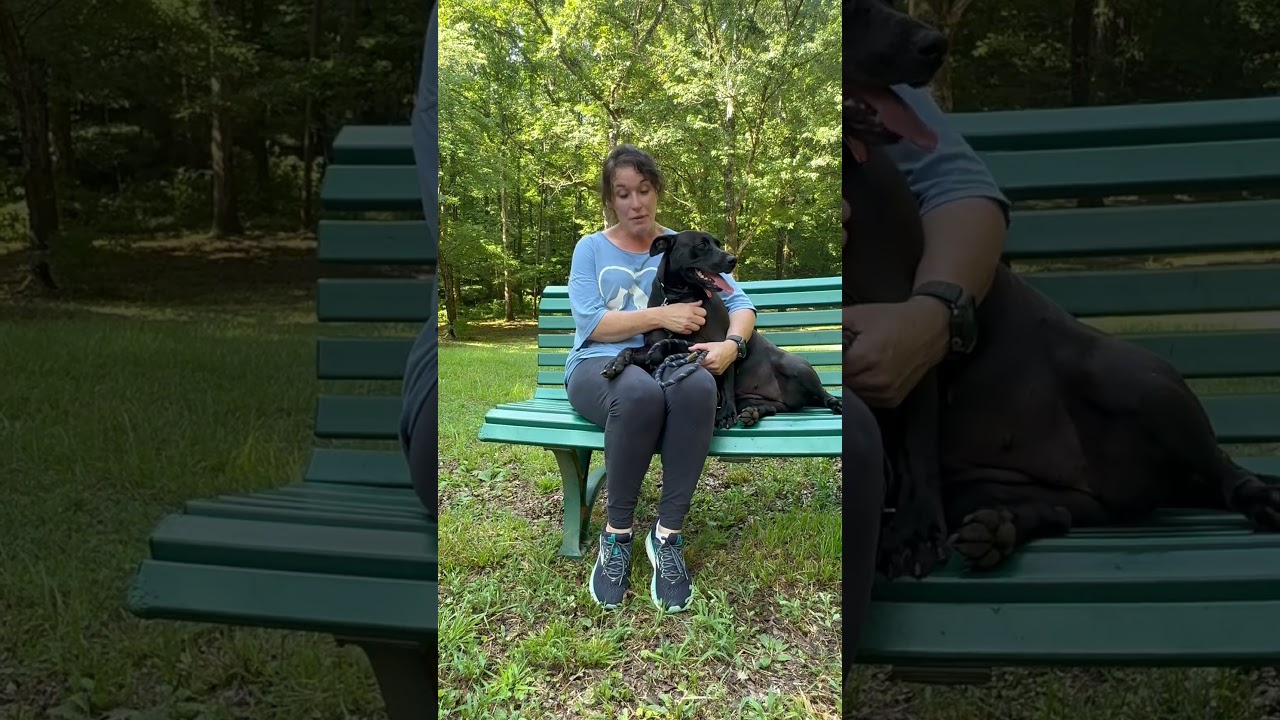 Maggie, a Adoptable mixed breed in Tuscaloosa, AL video 6/6