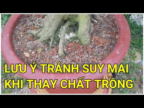 🔴 QBS22125 - NOTES WHEN CHANGING PLANTING SUBSTITUTE FOR APRICOT TREES || TIME TO CHANGE SUBSTITU...