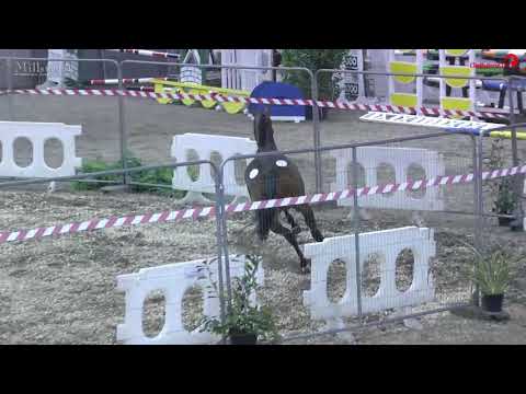 Sandro Boy 3 Yrs Old Gelding Millstreet 2018