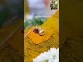 Chithirai Thiruvizha Meenakshi Amman Thali Edukkum Vaibavam ️ Shorts Viralvideo