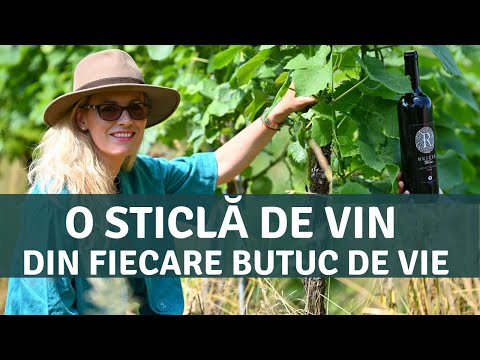 În crama Reizer din fiecare butuc de vie se obține o sticlă de vin / România văzută din tractor