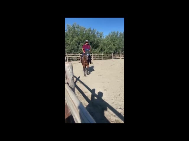 Quarter Horse AQHA castrone 7 anni - Hilton Ray for Perks