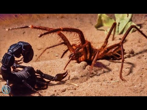The Fascinating World of Solifuges: Arachnids with a Unique Appearance