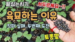 팥심는시기 토종팥 쉬나리팥 직파실패 두번째는 팥육묘 팥키우기