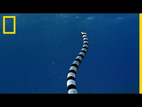 Le cobra de mer, l'un des serpents les plus dangereux du monde