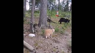 cat vs bear #shorts