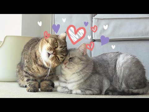 The Secret Relationships Between My 10 Cats (ENG SUB)