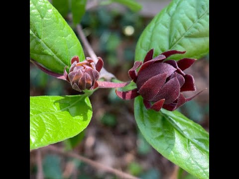 Carolina Allspice Plant Profile