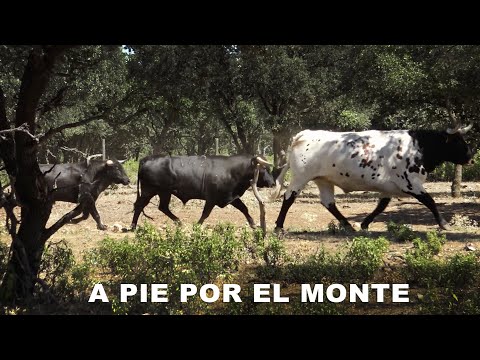 A Pie con los Toros Bravos por los Montes Torozos Ganadería CantoBlanco 2020