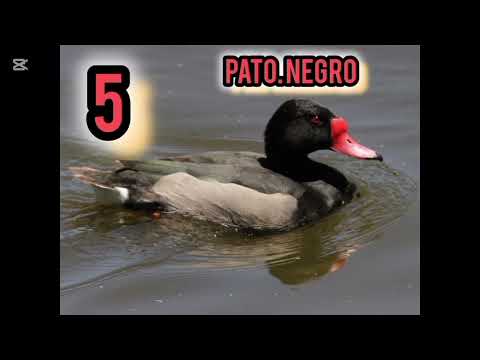 Top 10 Wild Ducks