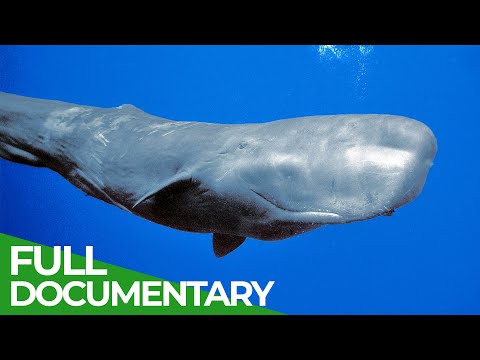 Sperm Whales - Titans of the Deep | Free Documentary Nature