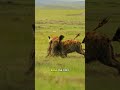 A Hyena Seizes The Moment When A Topi Antelope Is Asleep Launching A Surprise Attack From Behind