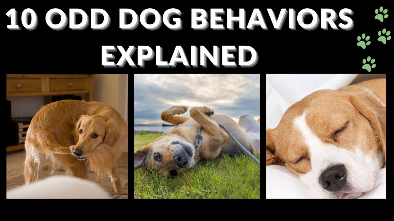 10 Odd Dog Behaviors Explained - YouTube video featuring the word uncertain