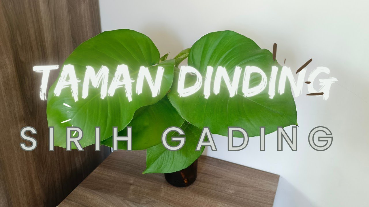 murah! cara membuat taman gantung dalam ruangan kurang dari 60 ribu #indoorplants #tanamanhias #tips