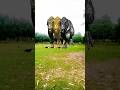 Dino King Part 502 Dinosaur Movie New Hollywood Movie Hindi Dubbed Big Dinosaur New Released