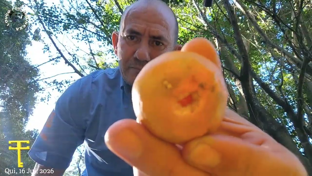 Limão Puro