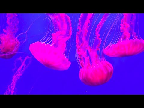 Phylum Cnidaria Part 1: Introduction and Broad Characteristics