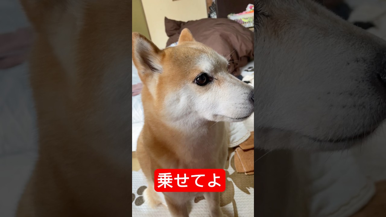 真夏で暑いのに圧をかけて膝上に乗ってきた柴犬　#柴犬 #shibainu