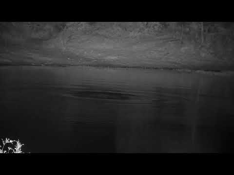 Djuma: Hippo yawning and doing barrel roll - 03:07 - 10/27/2022