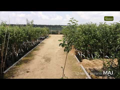 Drzewka owocowe - Jabłoń Złota Reneta Parchoodporna