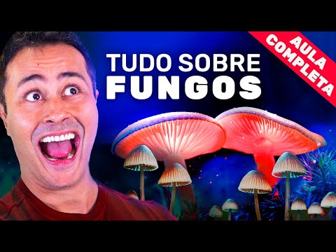 REINO FUNGI: Tudo sobre FUNGOS pra você detonar na prova