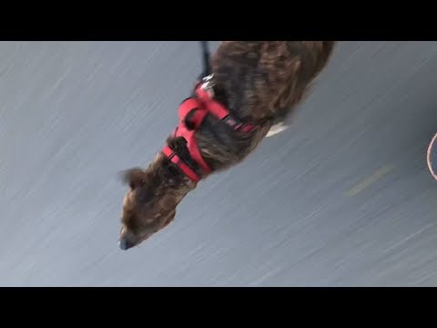 The Force Is Strong With This Dog