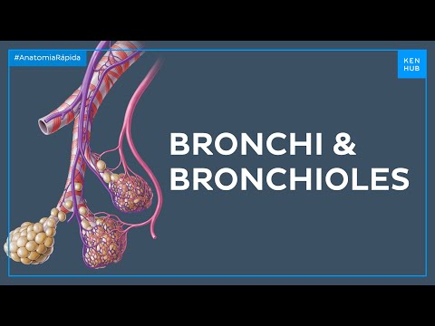 Bronchi and bronchioles - Quick Anatomy | Kenhub