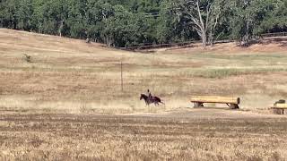 ALW Prince 2021-0603 Another One Bites The Dust