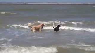 preview picture of video 'Black Lab & Golden Retriever enjoy swimming on the beach in Breskens, Netherlands'