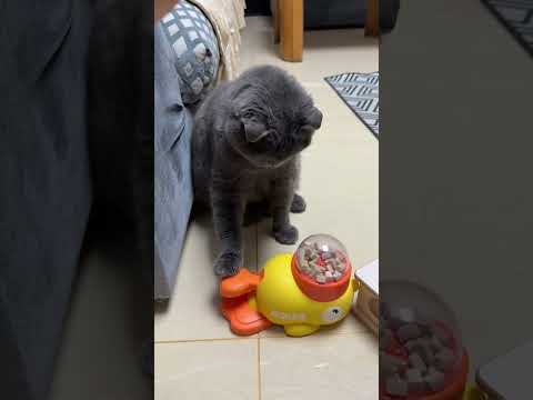 Cat feeding toy #cat #bestpetsupplies #cattoy