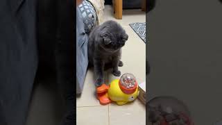 Cat feeding toy #cat #bestpetsupplies #cattoy