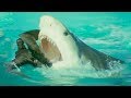 Bird Vs Shark Trials Of Life BBC Earth