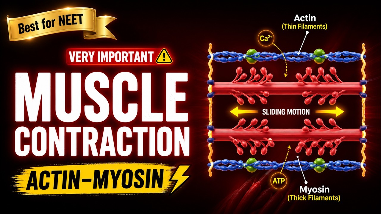 CBSE Class 11 Biology || Muscles and Contractile Proteins