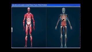 CBSE Class 11 Biology || Muscles and Contractile Proteins