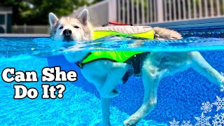 My Husky's FIRST Swim Since Her Injury 💦 Dog Pool Party
