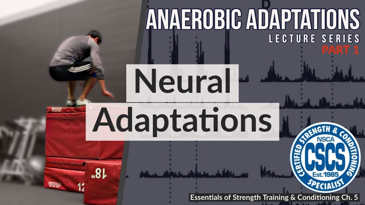 Neural Adaptations to Anaerobic Training | CSCS Chapter 5 (Henneman's Size Principle)