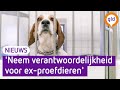 Beagles uit het laboratorium zoeken een nieuw baasje