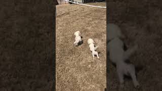 Video preview image #3 Bichon Frise Puppy For Sale in ATL, GA, USA