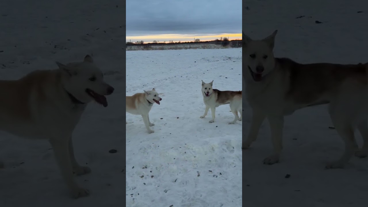 Enlarge Omega, a ADOPTABLE mixed breed in Meadow Lake, SK video 6/6