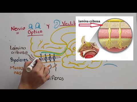 I PAR CRANEAL. NERVIO OLFATORIO